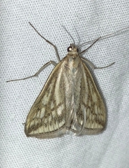 Loxostege virescalis