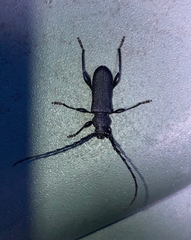 Ropalopus clavipes