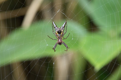 Micrathena pichincha