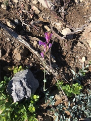 Penstemon azureus