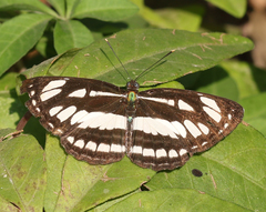 Neptis hylas varmona