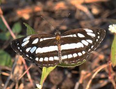 Neptis hylas varmona