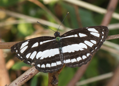 Neptis hylas varmona