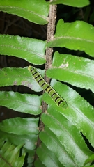 Callopistria floridensis