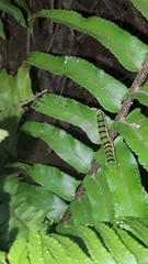 Callopistria floridensis