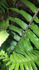 Callopistria floridensis