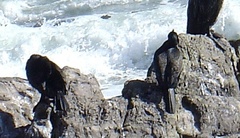 Phalacrocorax capensis