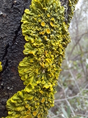 Xanthoria parietina