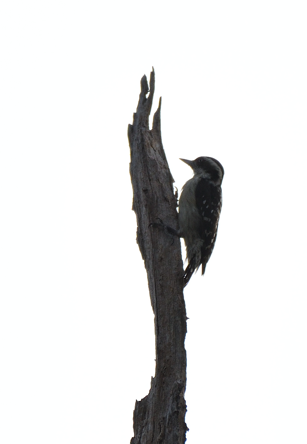 Brown-capped Pygmy Woodpecker