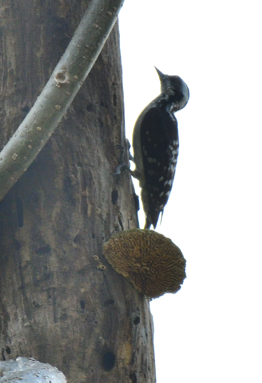 Brown-capped Pygmy Woodpecker