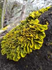 Xanthoria parietina