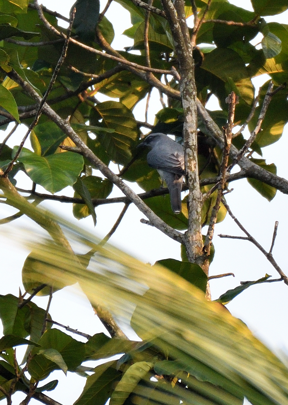Indian Cuckooshrike