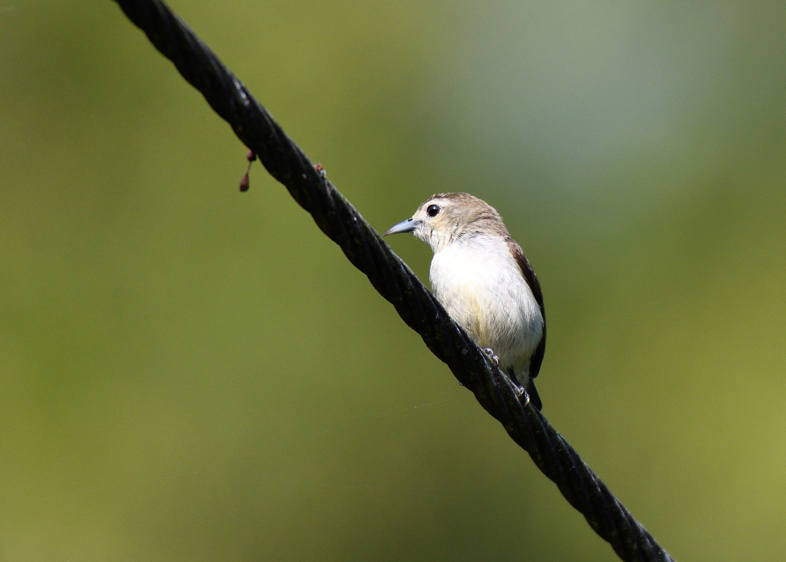 Nilgiri Flowerpecker