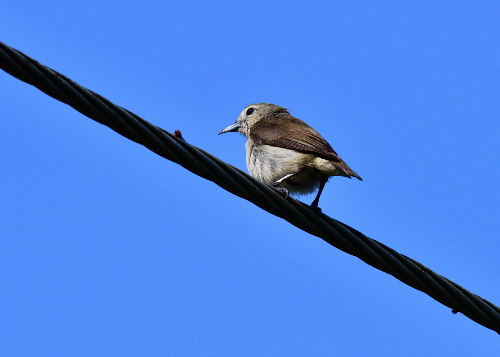 Nilgiri Flowerpecker
