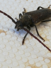 Crinarnoldius xavieri