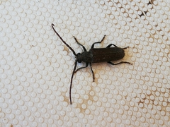 Crinarnoldius xavieri