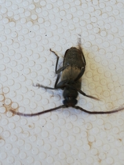 Crinarnoldius xavieri