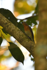 Cyornis rubeculoides
