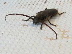 Crinarnoldius xavieri