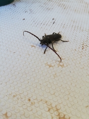 Crinarnoldius xavieri