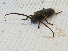 Crinarnoldius xavieri