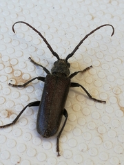 Crinarnoldius xavieri