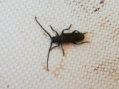 Crinarnoldius xavieri