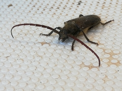 Crinarnoldius xavieri