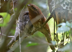 Batrachostomus moniliger