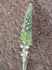 Albuca virens image