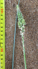 Albuca virens image