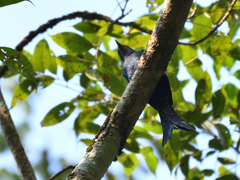 Surniculus dicruroides