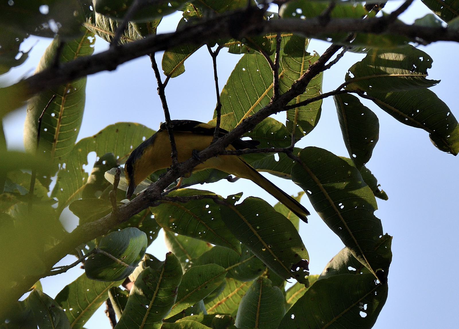 Orange Minivet