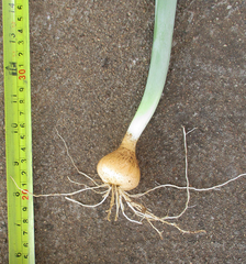 Albuca virens image