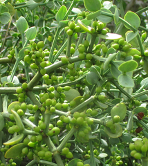 Viscum rotundifolium
