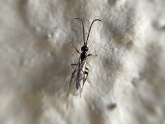 Orthocentrinae