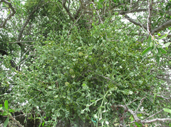 Viscum rotundifolium