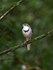 Motacilla clara