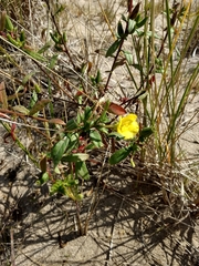 Oenothera oakesiana