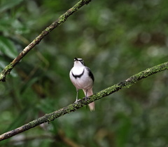 Motacilla clara
