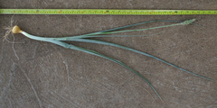 Albuca virens image