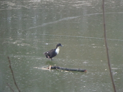 Anas platyrhynchos domesticus