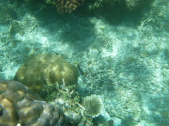 Chaetodontoplus mesoleucus