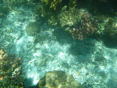 Chaetodontoplus mesoleucus