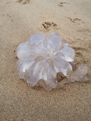 Rhizostomatoidea