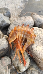 Acanthogammarus victorii