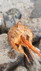 Acanthogammarus victorii