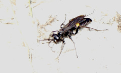 Anoplius americanus