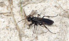 Anoplius americanus