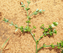 Viscum rotundifolium